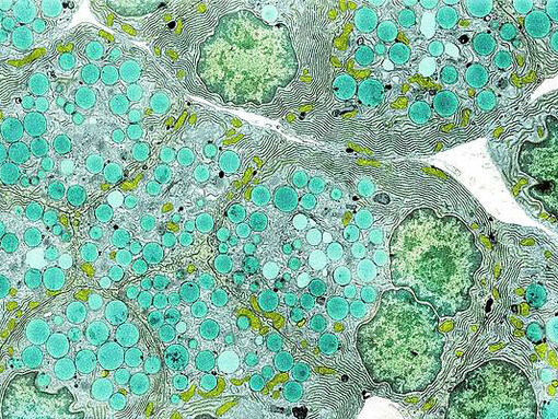 Células humanas vistas bajo el microscopio