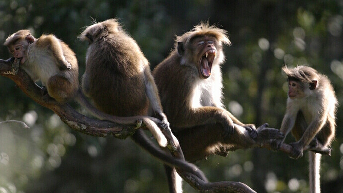 Toque Monkey 2008 08 05 Hakgala CRW_4472  (c) Gehan de Silva Wijeyeratne