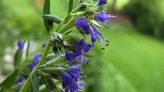 Hyssopus officinalis