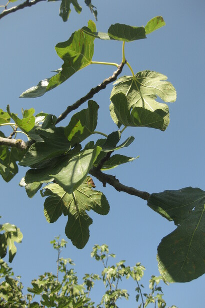 Ficus carica in ambiente mediterraneo
