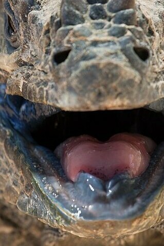 La Cyclura cornuta es un especie endémica en la isla La Española (Santo Domingo), en el mar Caribe