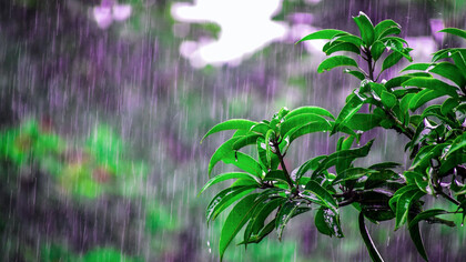 Pioggia torrenziale con dettaglio di foglie grondanti d'acqua