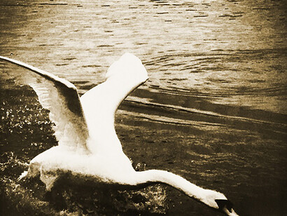 Patricia Heal, Summer Pond Swan, 2014, giclee print