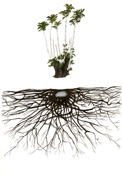 Lise Duclaux
tree of heaven (alien, cosmopolitan, invasive), 2018 ink and colored pen on paper
Unique artwork