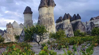 Grapevines and Fairy Chimneys, Cappadocia,Turkey