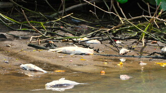 Peixes mortos. Foto de Mario Moscatelli