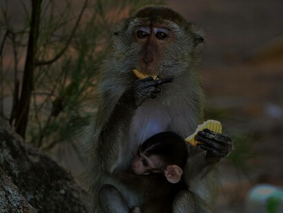 Reflective cooperative eating from a macaque monkey