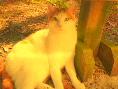 Kitty laying on the ground outside