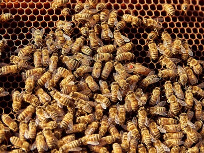 Um grande grupo de abelhas ocupa a superfície de um favo, movimentando-se entre as células da colmeia. A atividade incessante das operárias revela a complexa organização de uma sociedade em que cada indivíduo desempenha uma função para a manutenção do coletivo