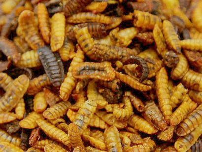 Pupe di Hermetia illucens essiccate