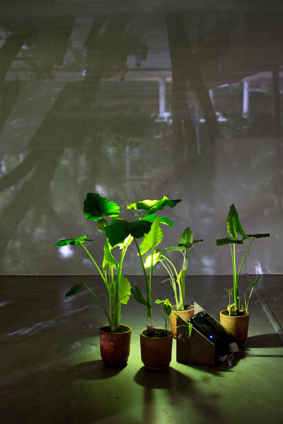 Carolina Charry & Savia Solaris. Courtesy of Museo La Tertulia