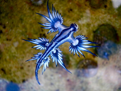 Blue Dragon (Glaucus atlanticus)