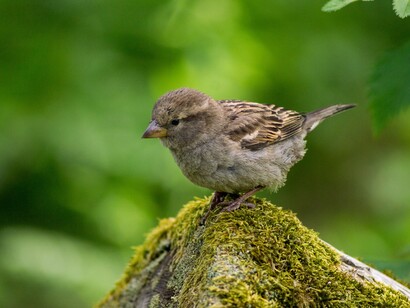 De vuelta al pueblo, de vuelta a la naturaleza