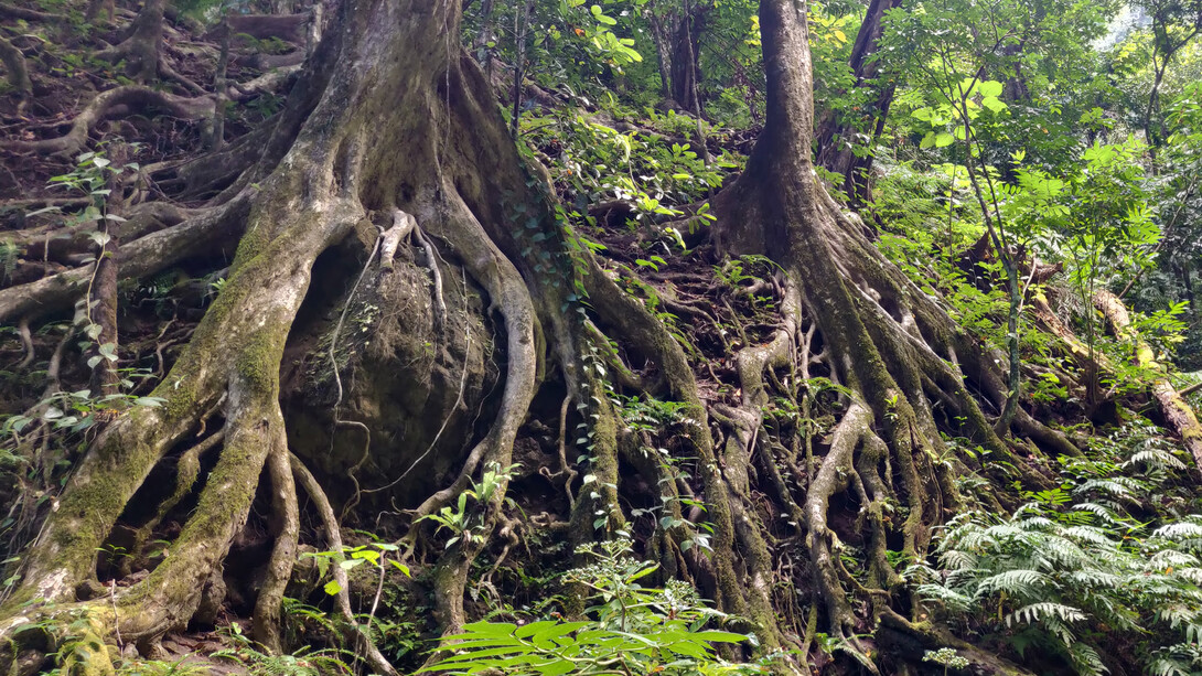 Raíces de árboles alrededor de rocas, Isla Narcondam, India