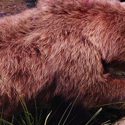 The Alpine bioregion. Courtesy of Grigore Antipa National Museum of Natural History