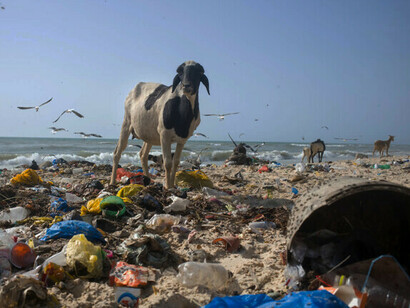 Cabras caminando en la playa llena de basura plástica de Ngor, Dakar, Senegal
