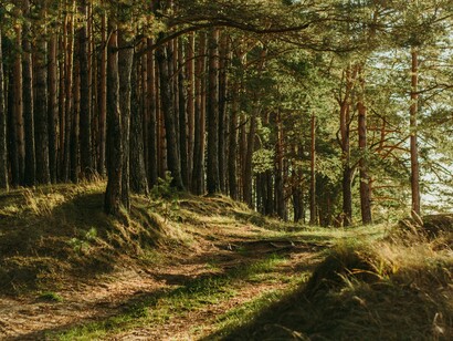 Foresta desolata illuminata dai raggi del sole in un primo pomeriggio 