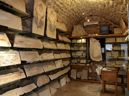 Byblos, Fossil Museum
