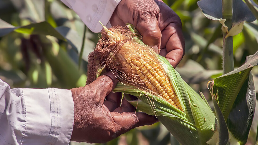 A person holding a yellow ear of corn, showcasing sustainable agriculture and organic farming practices