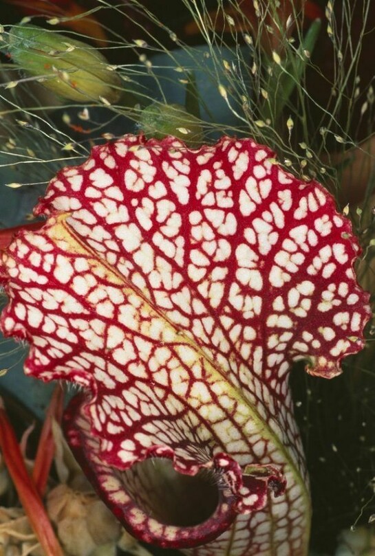 © Nobuyoshi Araki Nobuyoshi Araki, Flower Rondeau, 1997, Fuji crystal archive print