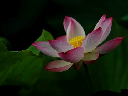 Como Vishna, a flor de lótus nos convida a flutuar acima das preocupações terrenas, buscando a paz no infinito