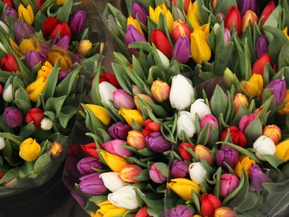 Mazzi di tulipani