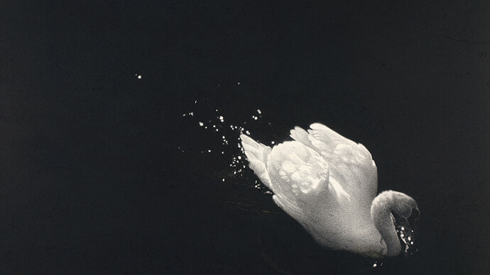 Sarah Gillespie, Swan at Stackpole (Upon a Darkening Flood), 2014, Watercolour and Charcoal on 638gsm Saunders Waterford Paper, 40 x 60 inches (101.6 x 152.5 cm)