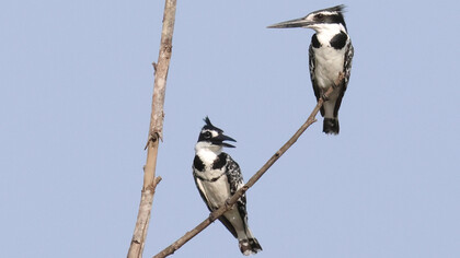Pied Kingfishers in The Gambia