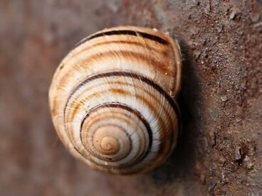 Mas a presença de φ não se limita à arte clássica. Ela está em caracóis, galhos de árvores, na espiral das sementes de girassol, nas conchas do mar e até nas galáxias espirais

