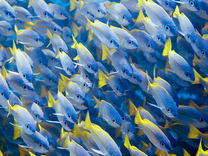 School of snappers, ph. Aditya Havelia