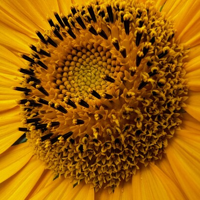 Nei fiori come girasoli, margherite e gerbere, la disposizione dei petali e dei semi segue spesso la sezione aurea per ottimizzare lo spazio