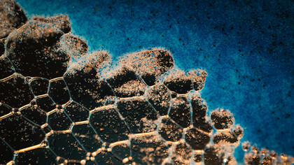 Microscopic view of a bacteria group