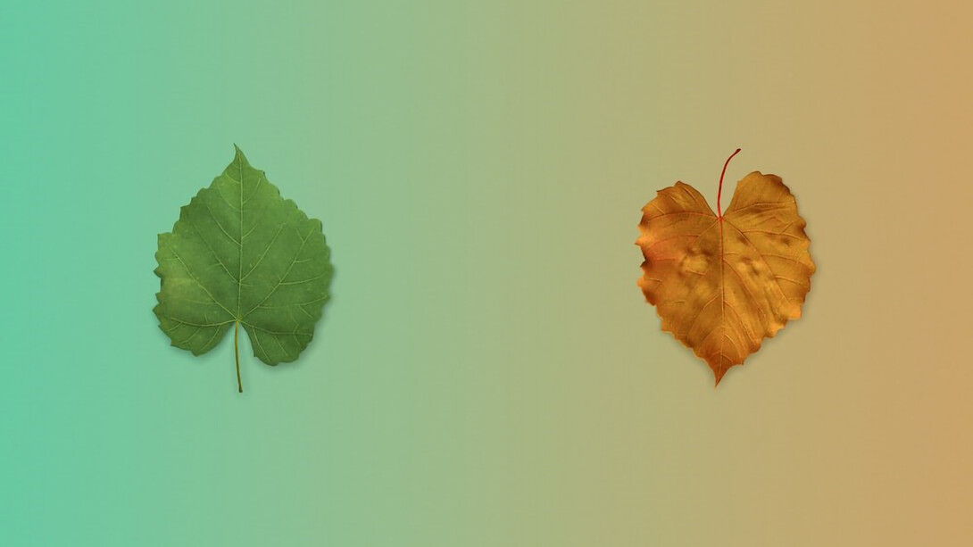 With the passage of time, seasons change, transforming the world with their ever-shifting beauty