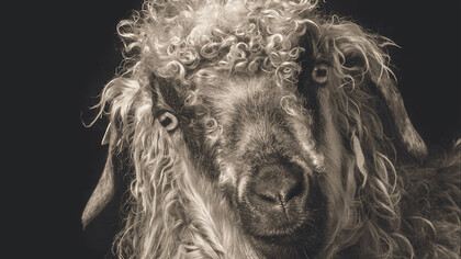 The photographer took care to place the camera level at eyes