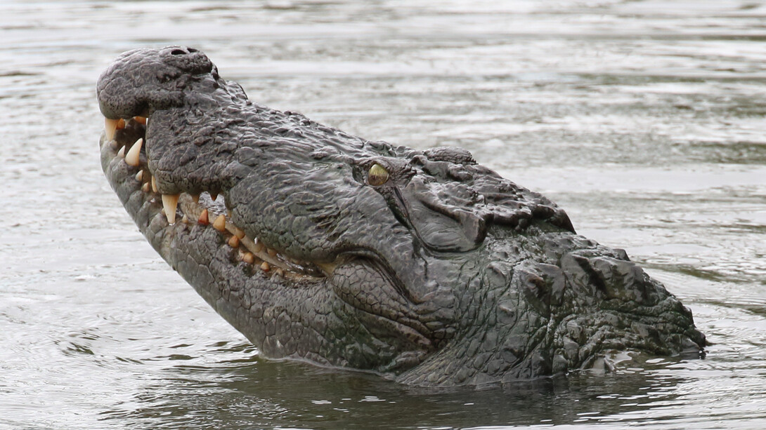 A Marsh Crocodile hunting fish in Kumana National Park © Gehan de Silva Wijeyera