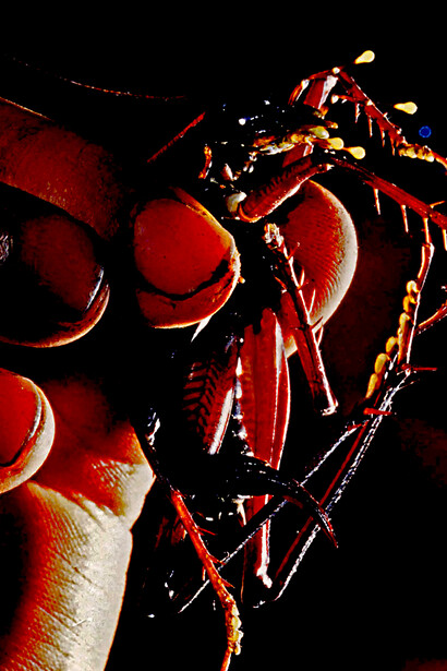 El grillo acuatico del tepuy Churi, «Hydrolutos breweri» (foto: Charles Brewer Carias)