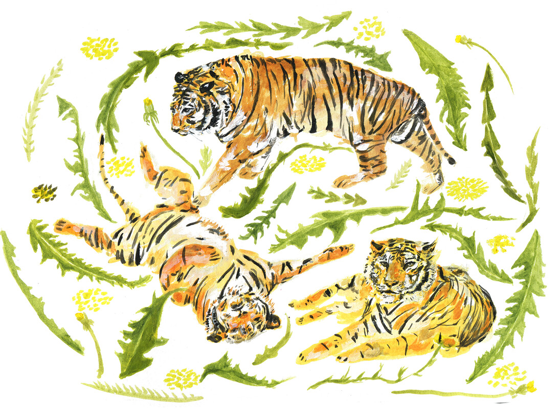 Tigers © Caroline Rose