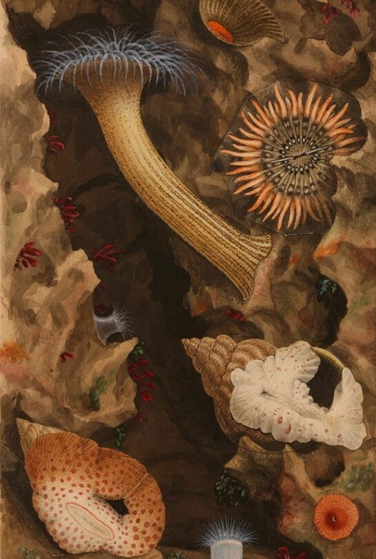 Philip Henry Gosse, Illustrations for Actinologia Britannia, Plate III, c.1858-60, © Heini Schneebeli, Courtesy of Horniman Museum and Gardens