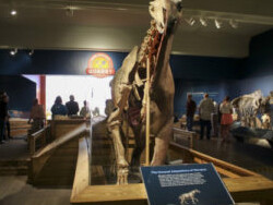 Age of Mammals: The Cenozoic Era. Courtesy of Carnegie Museum of Natural History