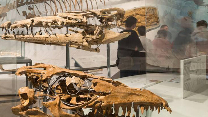 Mosasaur Hall. Courtesy of Royal Belgian Institute of Natural Sciences