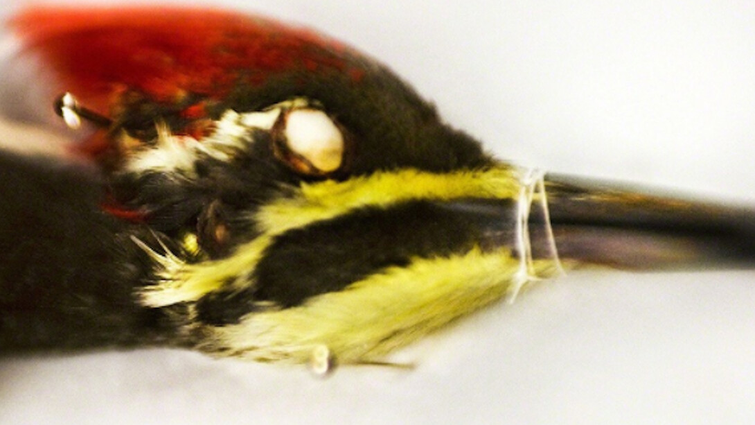 Aves. Courtesy of Galerie Claude Samuel