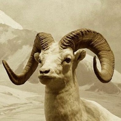 Tibetan argali diorama, typical male
