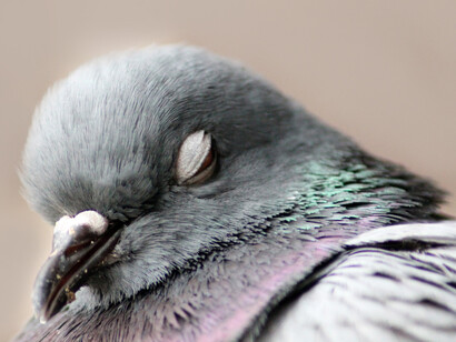 Cuando mandé llamar a sus padres la primera vez, no pudieron venir