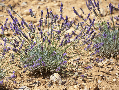 Una pianta di lavanda