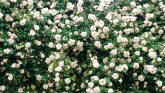 Rose a profusione di Reve D'or Foto di Cristina Motta