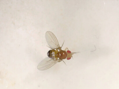 Young fruit flies received rapamycin for two weeks