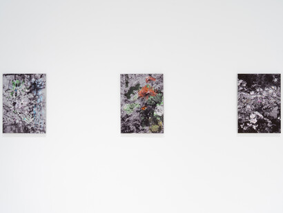 Stijn Cole, El tiempo suspendido, vista de exhibición. Cortesía de la Galería Hilario Galguera