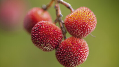 Corbezzolo (Arbutus unedo L.)