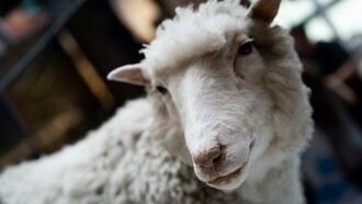 La oveja Dolly, clonada en 1996, embalsamada en el Museo Nacional de Escocia, en Edimburgo