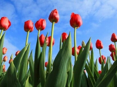 I tulipani del cimitero